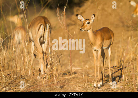 Femelle Impala (Aepyceros melampus) à Alert Banque D'Images