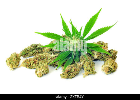 Plante de cannabis et les bourgeons secs isolated on white Banque D'Images