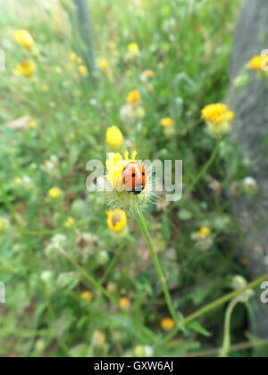Coccinelle rouge sur la fleur jaune Banque D'Images