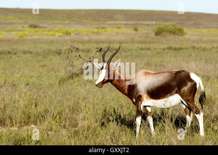 La marche dans le domaine - Le Bontebok est un Bontebok moyennes, généralement brun foncé avec une antilope, large white b Banque D'Images