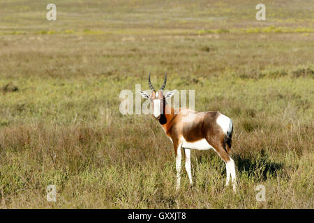 Je vois que vous - Le Bontebok est un Bontebok moyennes, généralement brun foncé avec une antilope, grande flamme blanche sur sa fac Banque D'Images