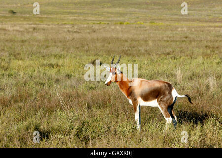 Chaque corps a besoin d'être -Le Bontebok est un Bontebok moyennes, généralement brun foncé avec une antilope, large white blaz Banque D'Images