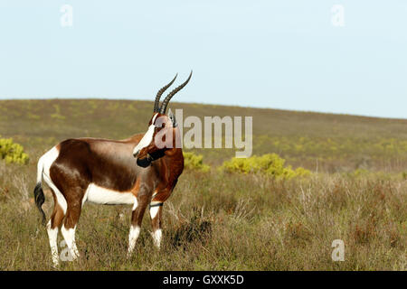 Manger juste l'herbe - Le Bontebok est un Bontebok moyennes, généralement brun foncé avec une antilope, large white blaz Banque D'Images