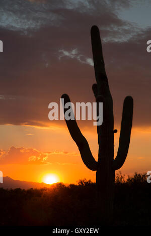 Silhouette de cactus Saguaro (Carnegiea gigantea) au coucher du soleil en Arizona Banque D'Images