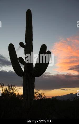 Cactus Saguaro (Carnegiea gigantea) silhouette Banque D'Images