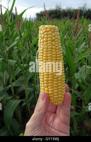 Maïs doux s/n lieu dans un champ de maïs, Cheshire, Angleterre, Royaume-Uni Banque D'Images
