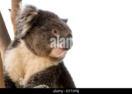 Australian koala close up avec copyspace isolé pour slogan ou message texte Banque D'Images