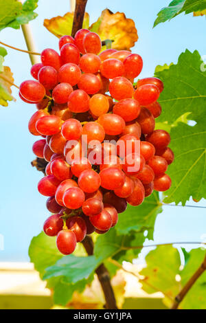 Tas de raisins sans pépins cramoisi sur une vigne Banque D'Images