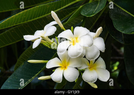 Bouquet de myrrhe sur un arbre Banque D'Images