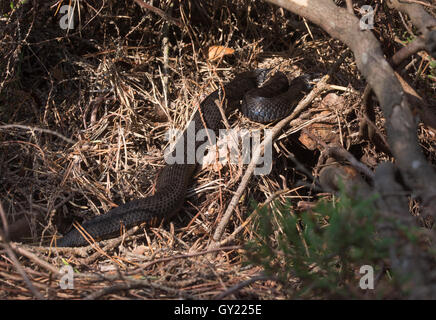 Black adder ou melanistic additionneurs (Vipera berus) basking dans la lande à Surrey, Angleterre Banque D'Images