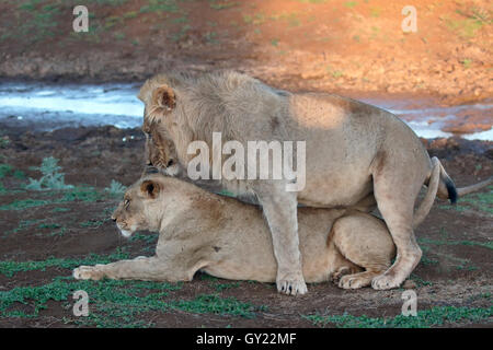 L'African Lion, Panthera leo, paire de l'Afrique du Sud, d'août 2016 Banque D'Images