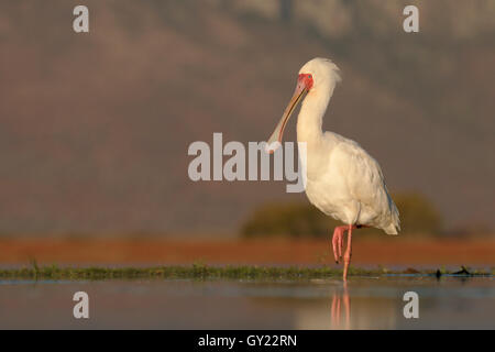 Spatule d'Afrique Platalea alba,, seul oiseau dans l'eau, l'Afrique du Sud, août 2016 Banque D'Images