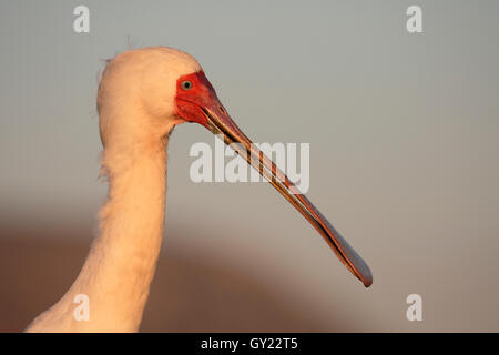 Spatule d'Afrique Platalea alba,, seul oiseau head shot, Afrique du Sud, août 2016 Banque D'Images