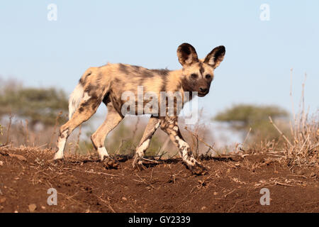 Le cap de l'Afrique de chien de chasse, Lycaon pictus, seul mammifère, Afrique du Sud, août 2016 Banque D'Images