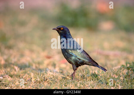 Cap-glossy starling, Lamprotornis nitens, seul oiseau sur marbre, Afrique du Sud, août 2016 Banque D'Images