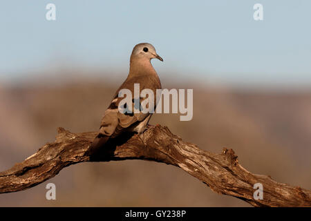 Emerald-spotted dove Turtur chalcospilos, bois, seul oiseau sur la branche, Afrique du Sud, août 2016 Banque D'Images