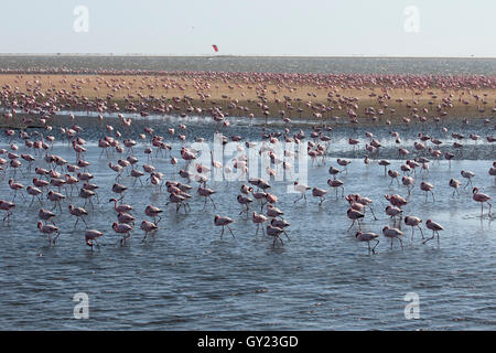 Flamant rose, Phoenicopterus ruber, grande bande à Walvis Bay, Namibie, août 2016 Banque D'Images