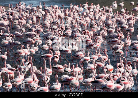 Flamant rose, Phoenicopterus ruber, grande bande à Walvis Bay, Namibie, août 2016 Banque D'Images