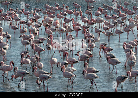 Flamant rose, Phoenicopterus ruber, grande bande à Walvis Bay, Namibie, août 2016 Banque D'Images