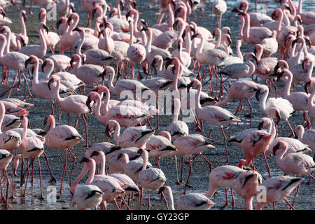 Flamant rose, Phoenicopterus ruber, grande bande à Walvis Bay, Namibie, août 2016 Banque D'Images