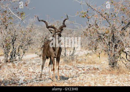 Grand koudou, Tragelaphus strepsiceros, seul homme, Afrique du Sud, août 2016 Banque D'Images