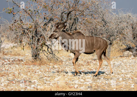 Grand koudou, Tragelaphus strepsiceros, seul homme, Afrique du Sud, août 2016 Banque D'Images