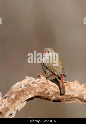 Green-winged pytilia Pytilia melba,, seul oiseau sur la branche, Afrique du Sud, août 2016 Banque D'Images