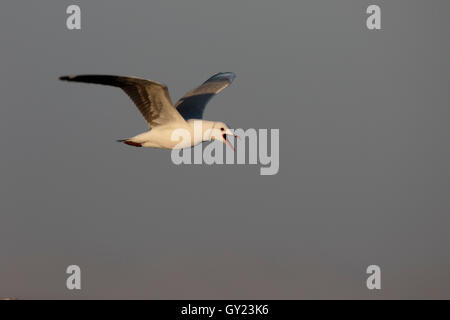 Hartlaubs, gull Chroicocephalus hartlaubii, seul oiseau en vol, Afrique du Sud, août 2016 Banque D'Images
