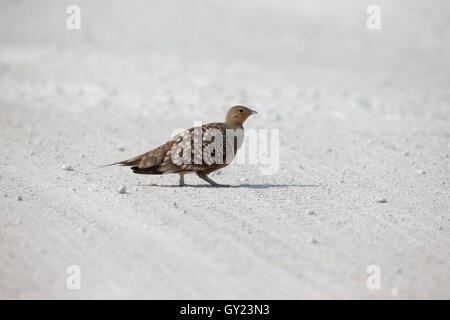 Namaqua Ganga namaqua, Pterocles, seul oiseau, Namibie, août 2016 Banque D'Images