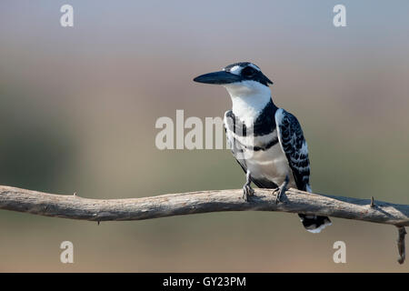 Pied kingfisher Ceryle rudis,, seul oiseau sur la branche, Afrique du Sud, août 2016 Banque D'Images