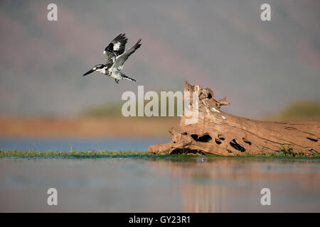 Pied kingfisher Ceryle rudis,, oiseau en vol, Afrique du Sud, août 2016 Banque D'Images