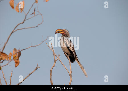 Calao à bec jaune du Sud, Tockus leucomelas, seul oiseau sur la branche, Afrique du Sud, août 2016 Banque D'Images