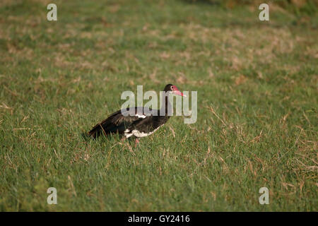 Oie-armée, Plectropterus gambensis, seul oiseau dans l'herbe, Afrique du Sud, août 2016 Banque D'Images