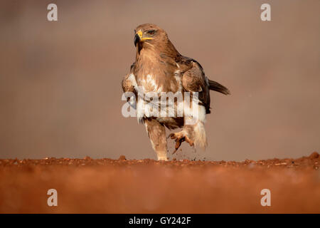 Aigle ravisseur, Aquila rapax, seul oiseau sur le sol, l'Afrique du Sud, août 2016 Banque D'Images