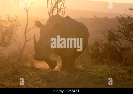 Rhinocéros blanc, Diceros simus, seul mammifère, Afrique du Sud, août 2016 Banque D'Images