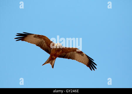 Yellow-kite, Milvus aegyptius, seul oiseau en vol, Afrique du Sud, août 2016 Banque D'Images