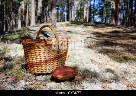 Un panier et un énorme pins bolet dans une forêt de pins moussus en Estonie Banque D'Images