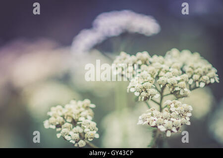 Fleurs sauvages Banque D'Images