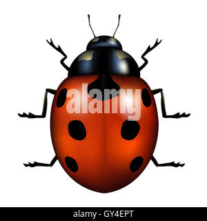 Vector illustration d'une coccinelle isolated on white Banque D'Images