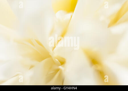 Belles pivoines blanches dans le jardin Banque D'Images