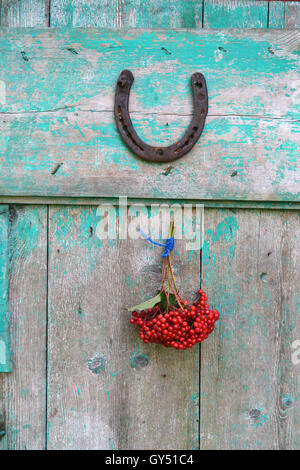 Grappes de baies rose guelder et horseshoe accroché sur fond bleu rustique en bois Banque D'Images