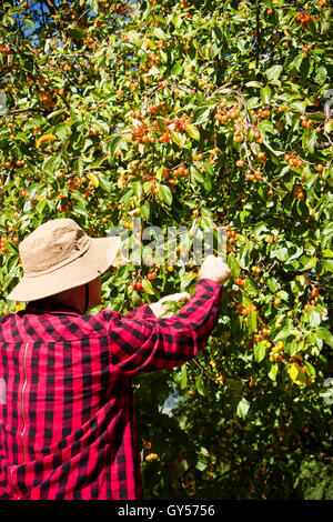 La récolte de l'homme d'arbre à feuilles caduques de pommettes cueillette de l'okanagan Banque D'Images