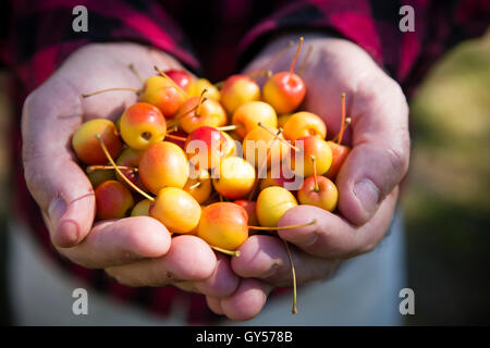 Un farmer's hands holding pommettes dans le verger. Banque D'Images