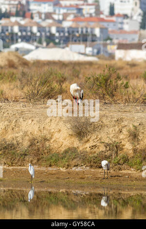 Cigogne blanche, aigrette et la spatule blanche sur le bord d'un saltpan Tavira avec en arrière-plan, Ria Formosa, l'Algarve, Portugal Banque D'Images