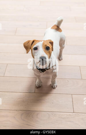 Jack Russell Terrier à la maison Banque D'Images