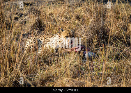 Cheetah eating à partir d'une carcasse Reedbuck dans l'herbe dans le Sabi Sabi game reserve, Afrique du Sud. Banque D'Images