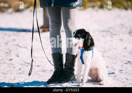 Chien Épagneul russe se trouve près de titulaire au cours de la formation. La saison d'hiver Banque D'Images