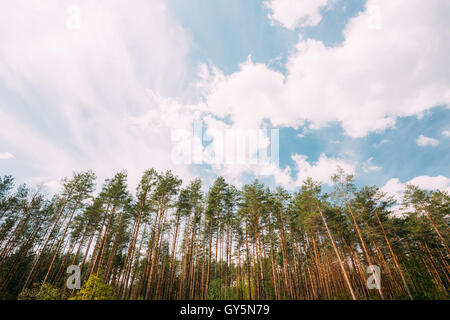 Les jeunes densément plantées de taillis Pine Grove Copse de grands conifères conifères mince sous Ciel Bleu avec pittoresque pittoresque Wh Banque D'Images