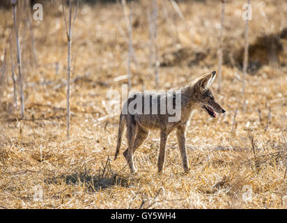 Les jeunes Le Coyote (Canis latrans) Banque D'Images