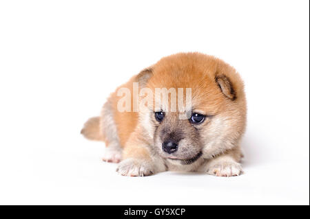 Shiba Inu chiot Banque D'Images